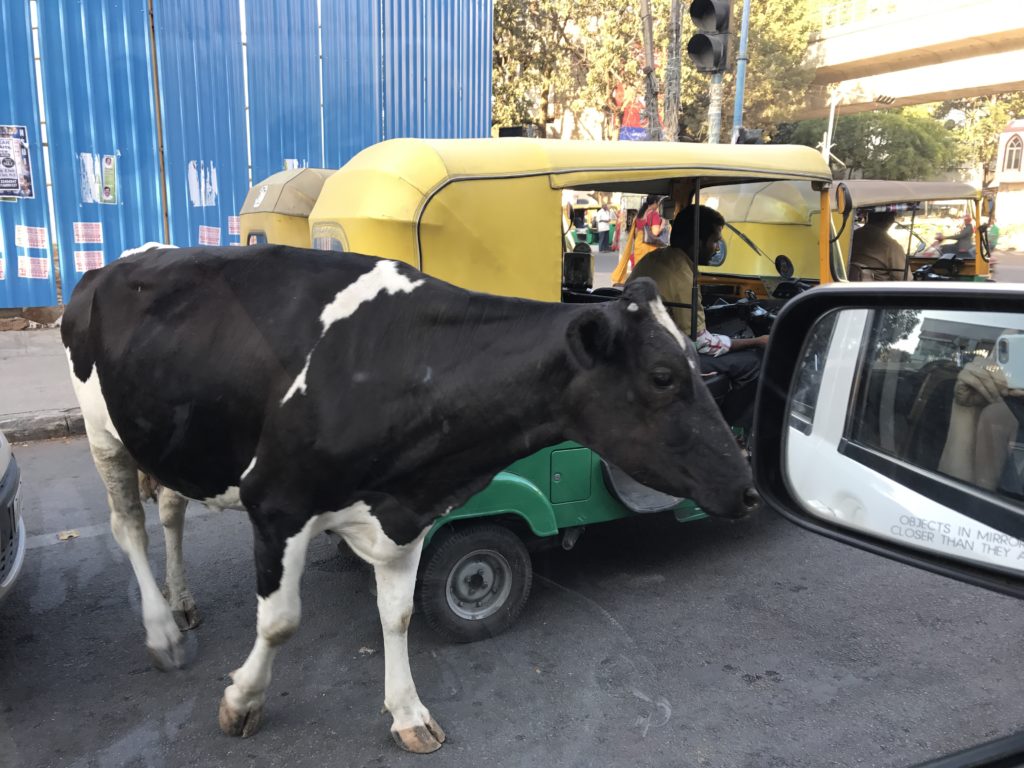 You will find animals all over the streets.Holy Cow! 